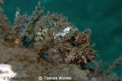 Scorpionfish up close by Tomas Woren 
